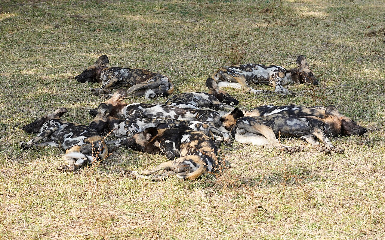 African Wild Dog Pack Sleeping Lupande Jul23 A7C 06125