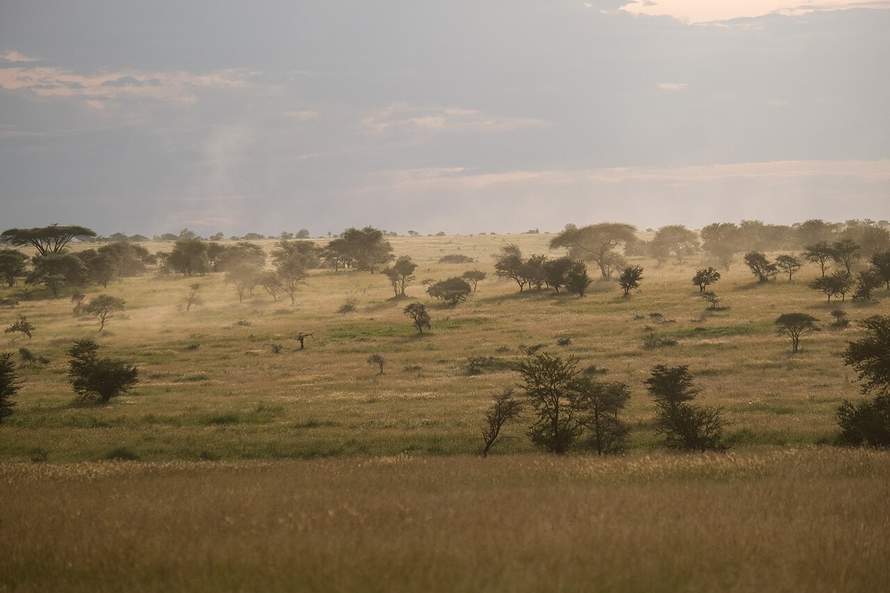 Serengeti Landscape with dust and tees