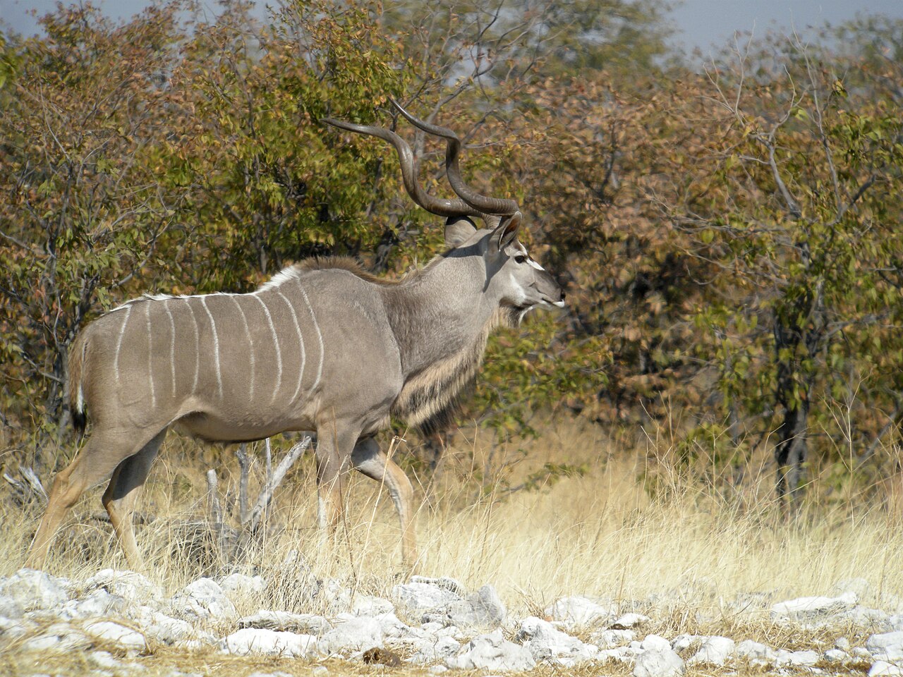 Greater Kudu, Etosha National Park, Namibia