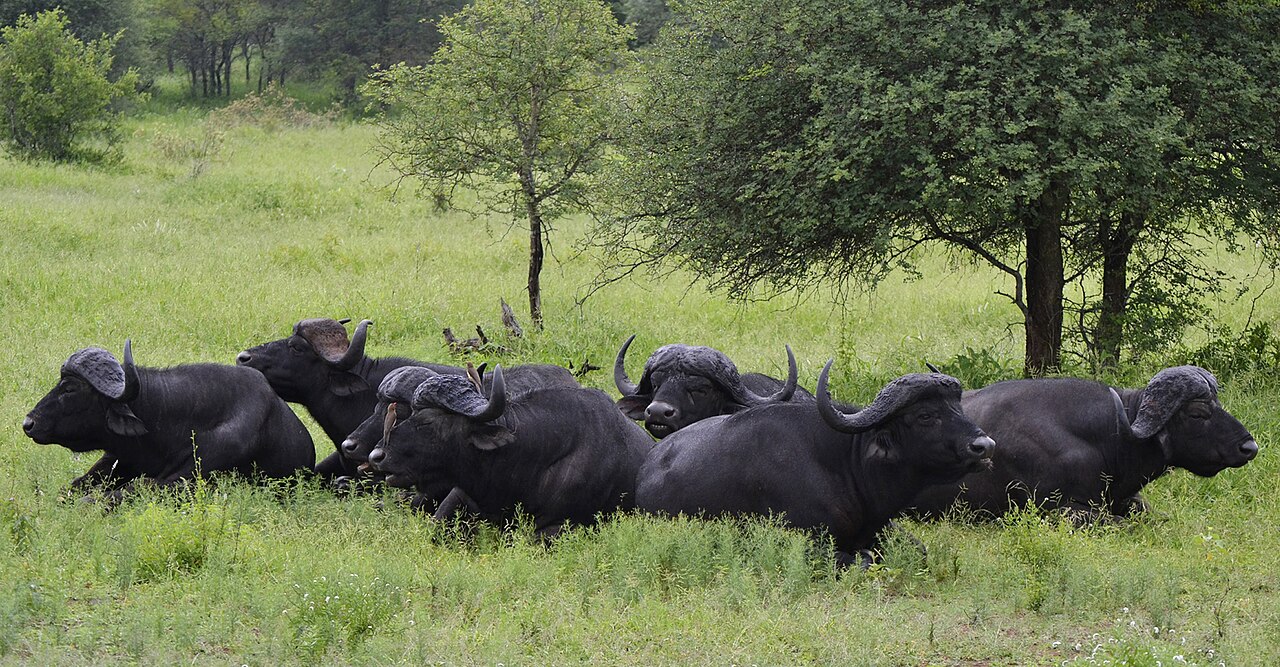 African Buffalo - Herd Resting ()