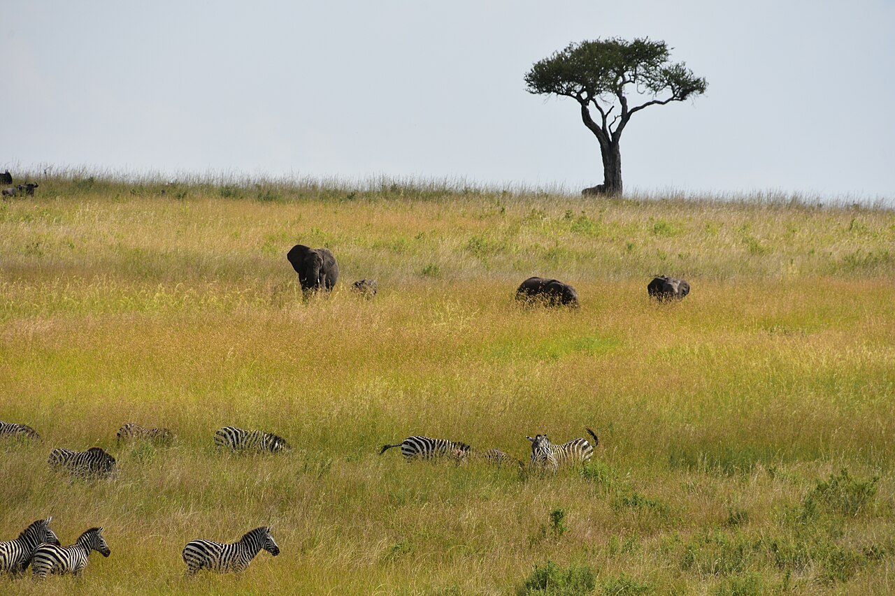 Serengeti landscape (2) ()