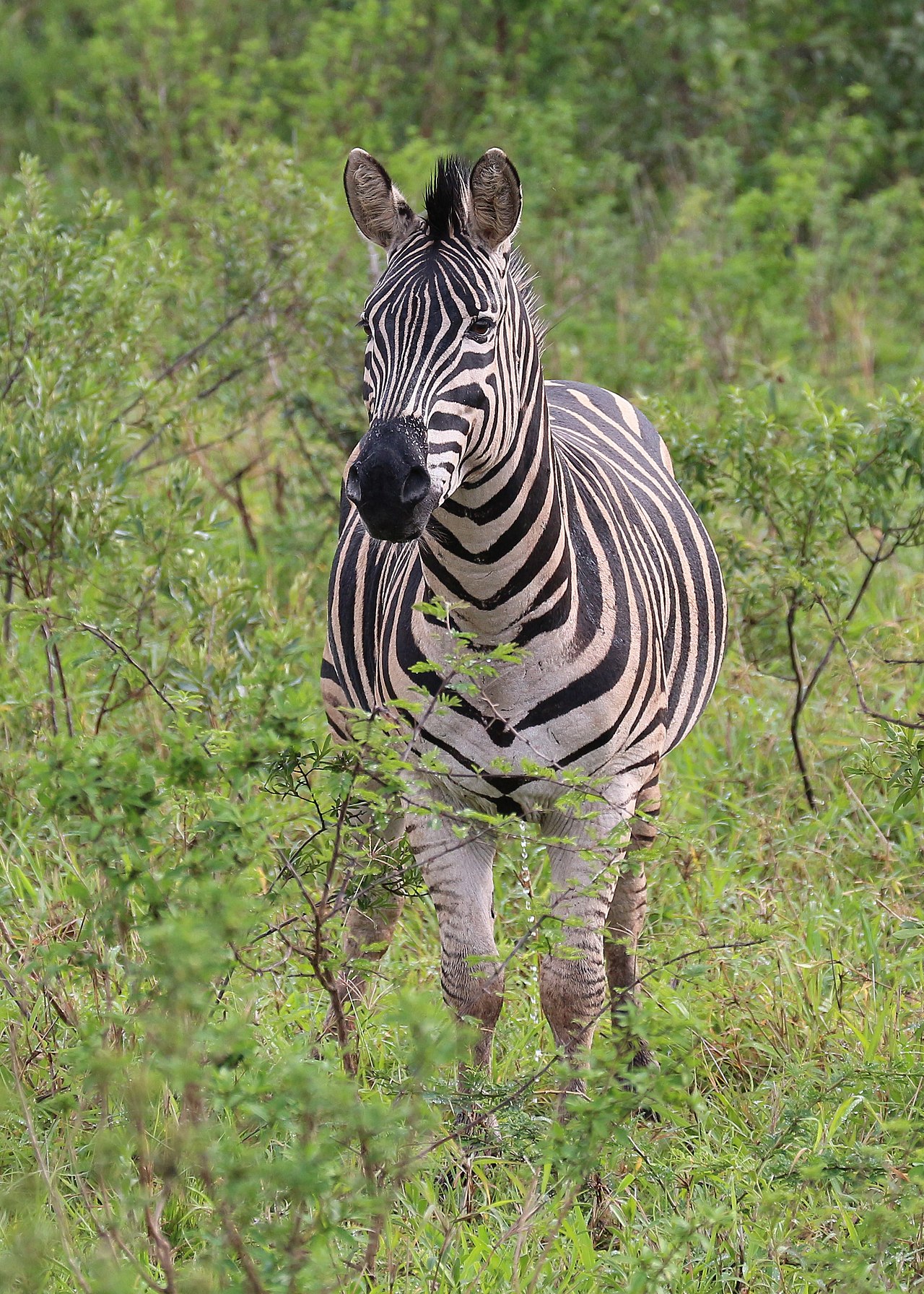 Zebra in Hluhluwe–Imfolozi Park 03