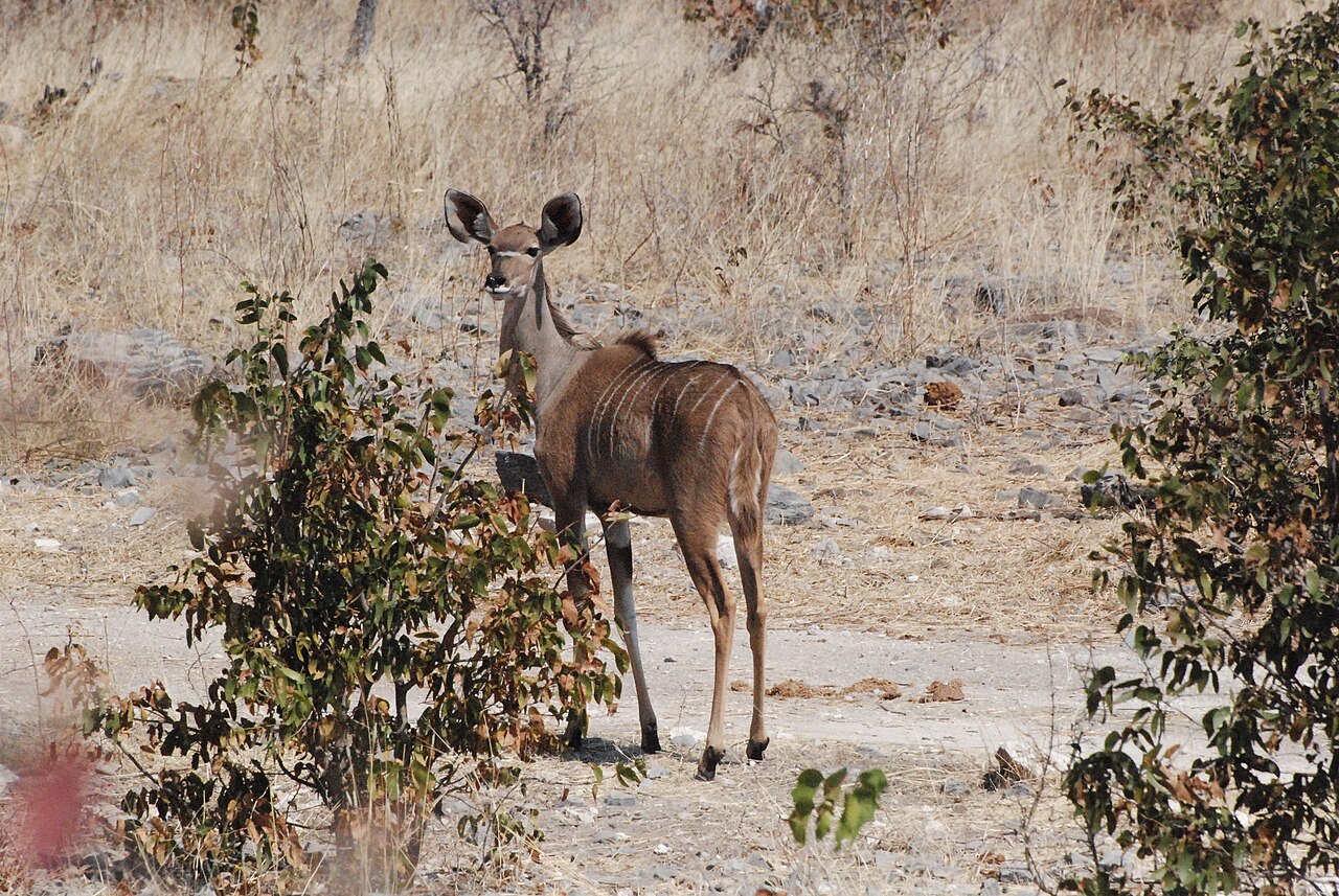 Female Kudu Etosha NP