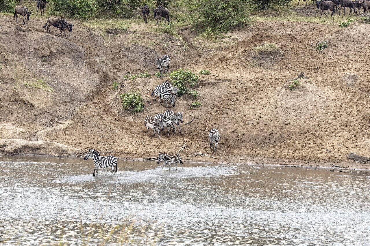 Western white-bearded wildebeest (Connochaetes taurinus mearnsi) Mara River crossing 2a Zebras