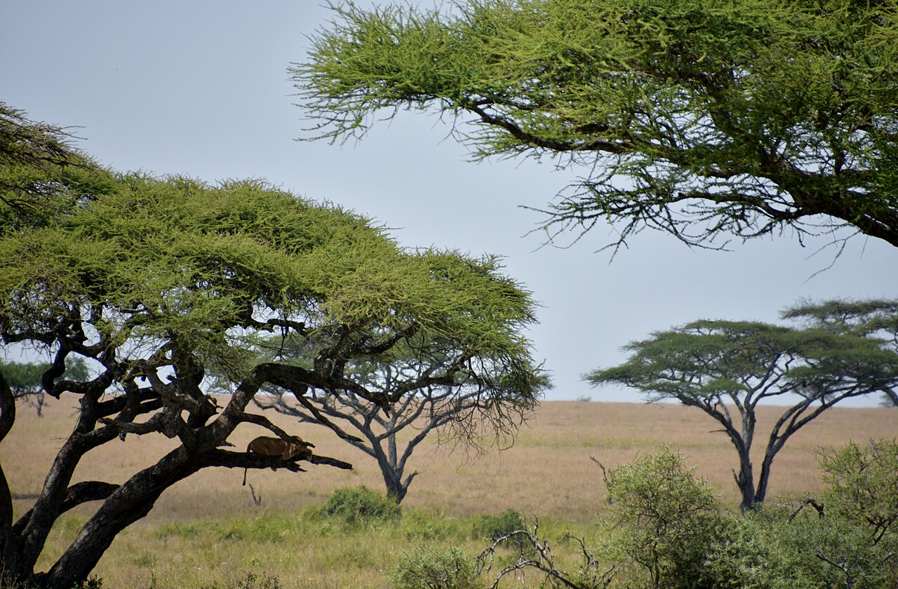 Serengeti landscape (5) ()