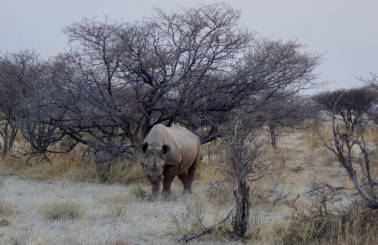 Black rhinoceros ()