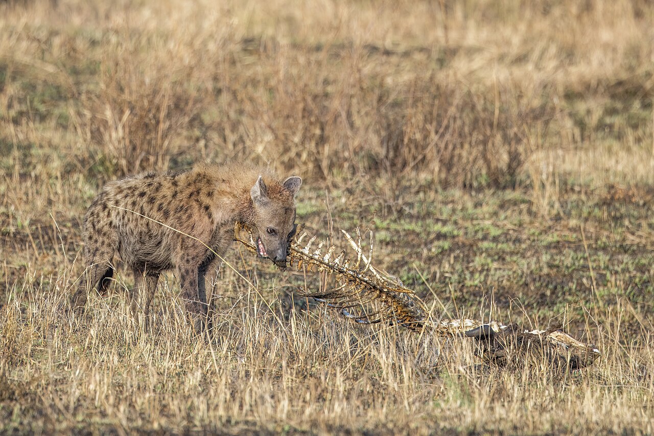 Spotted hyena (Crocuta crocuta) gnawing bones Serengeti