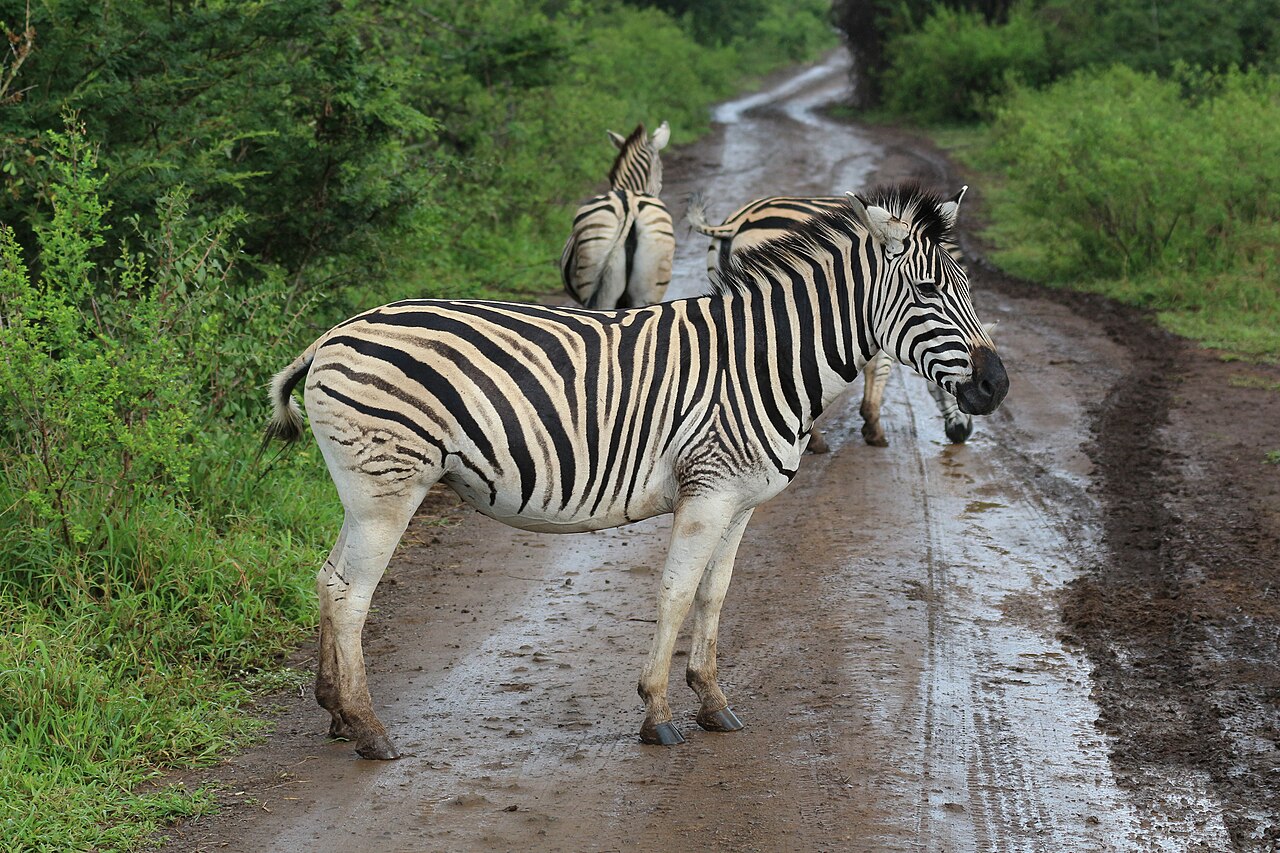 Zebra in Hluhluwe–Imfolozi Park 05