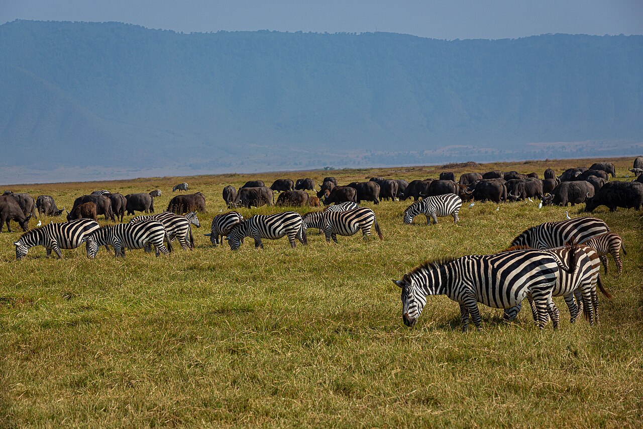 Mixed Herd of Plains Zebras and African Buffalo