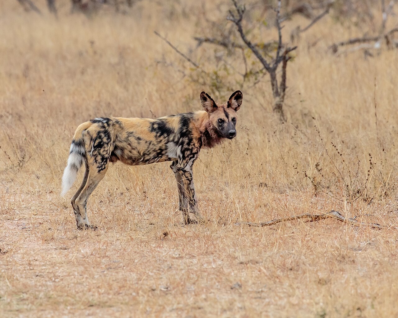 African Wild Dog ()