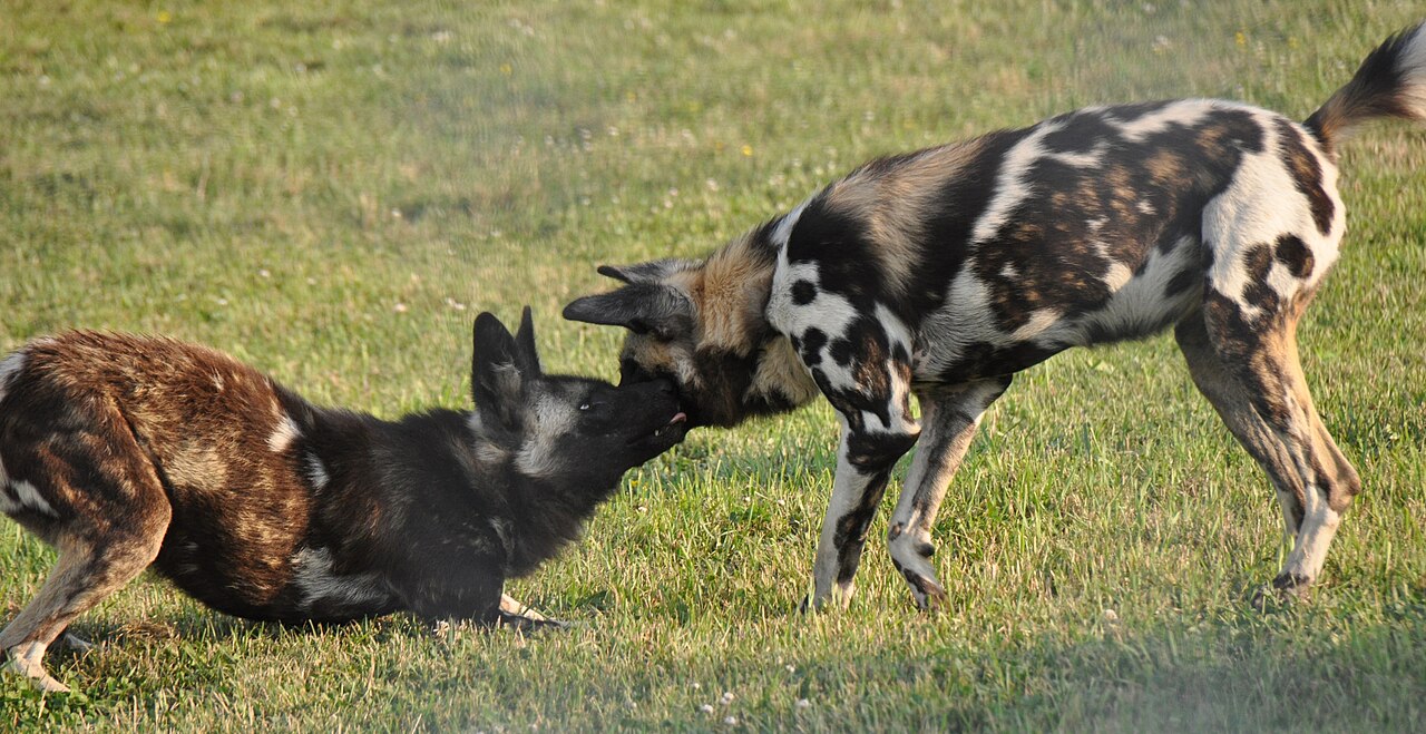 African Wild Dog ()