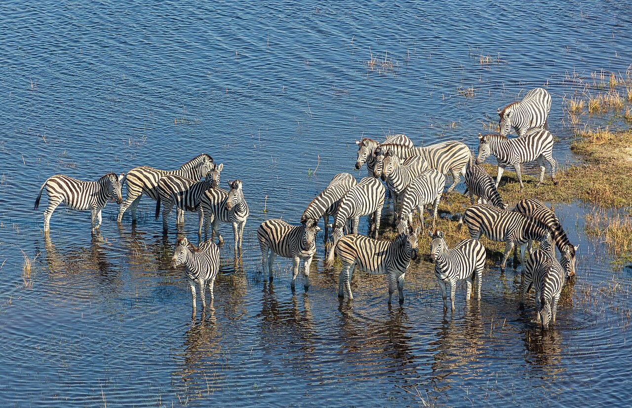 Cebras de Burchell (Equus quagga burchellii), vista aérea del delta del Okavango, Botsuana, 2018-08-01, DD 30