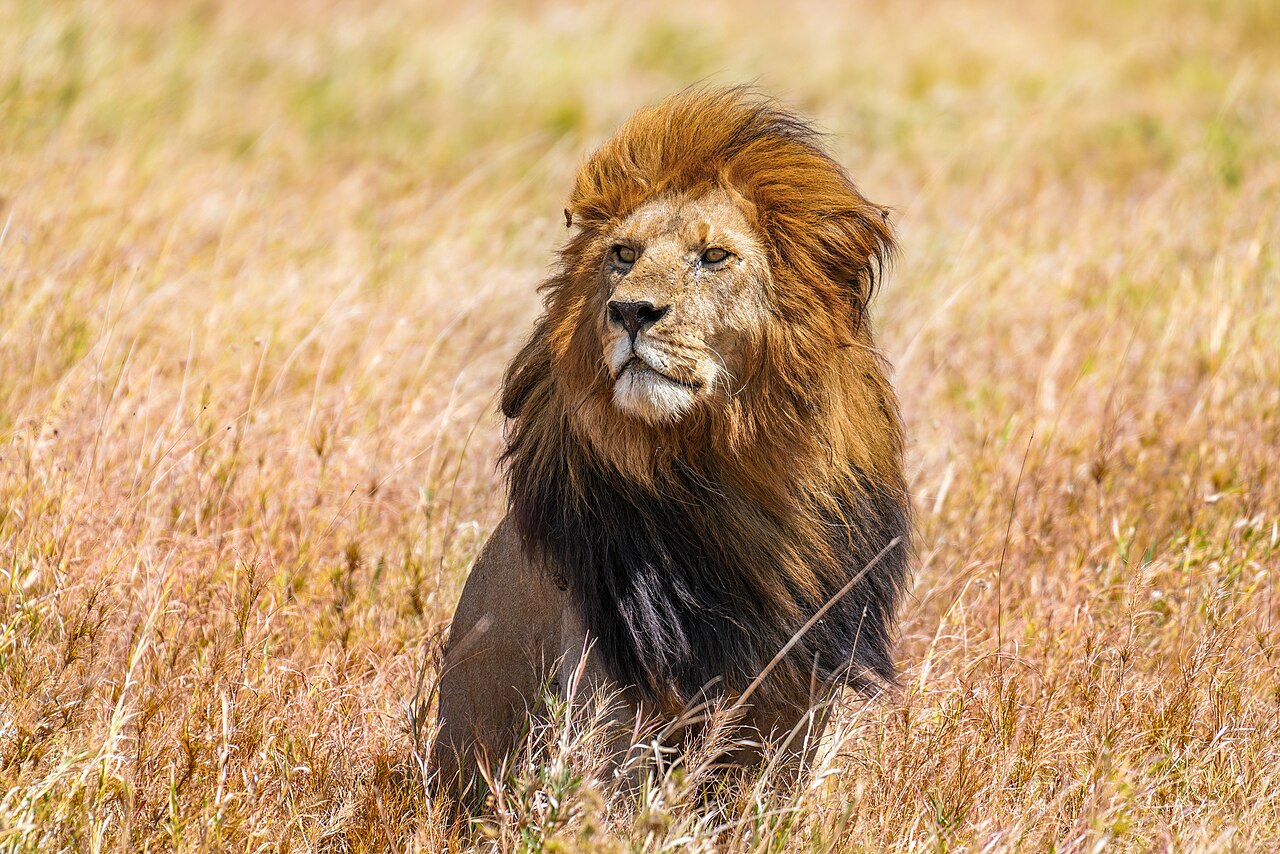 002 The lion king Snyggve in the Serengeti National Park Photo by Giles Laurent