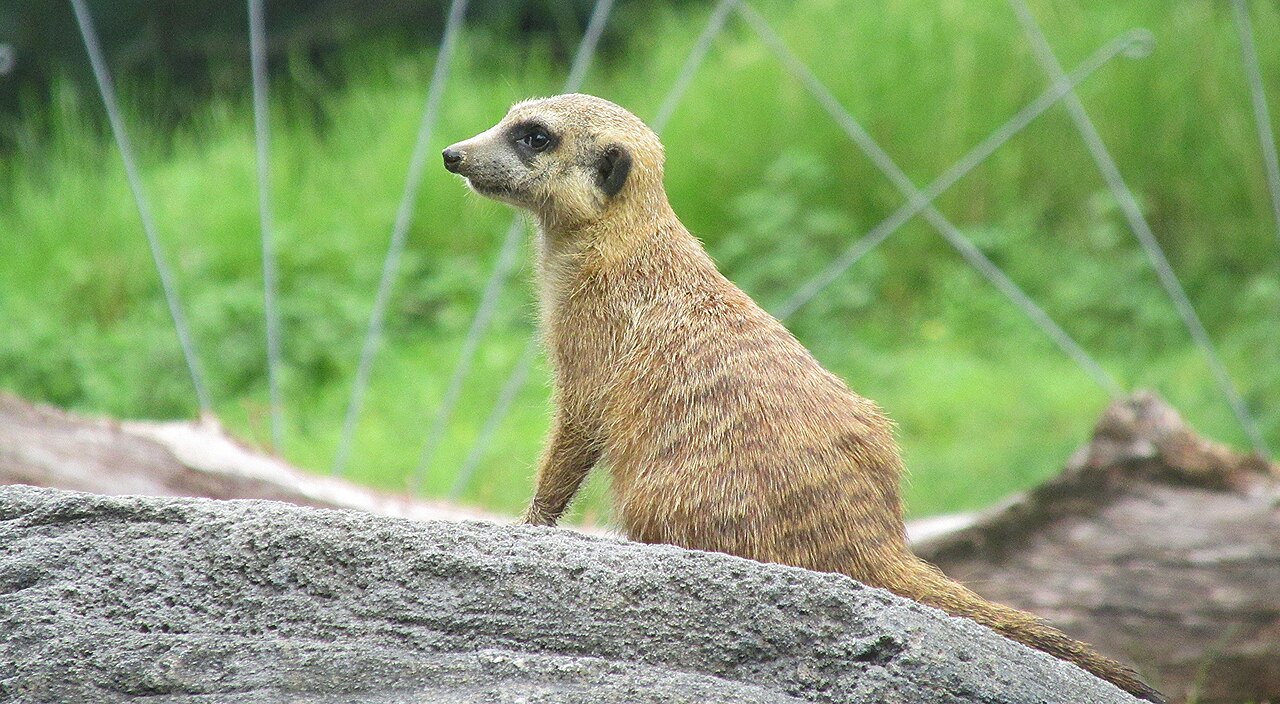 Meerkat ()