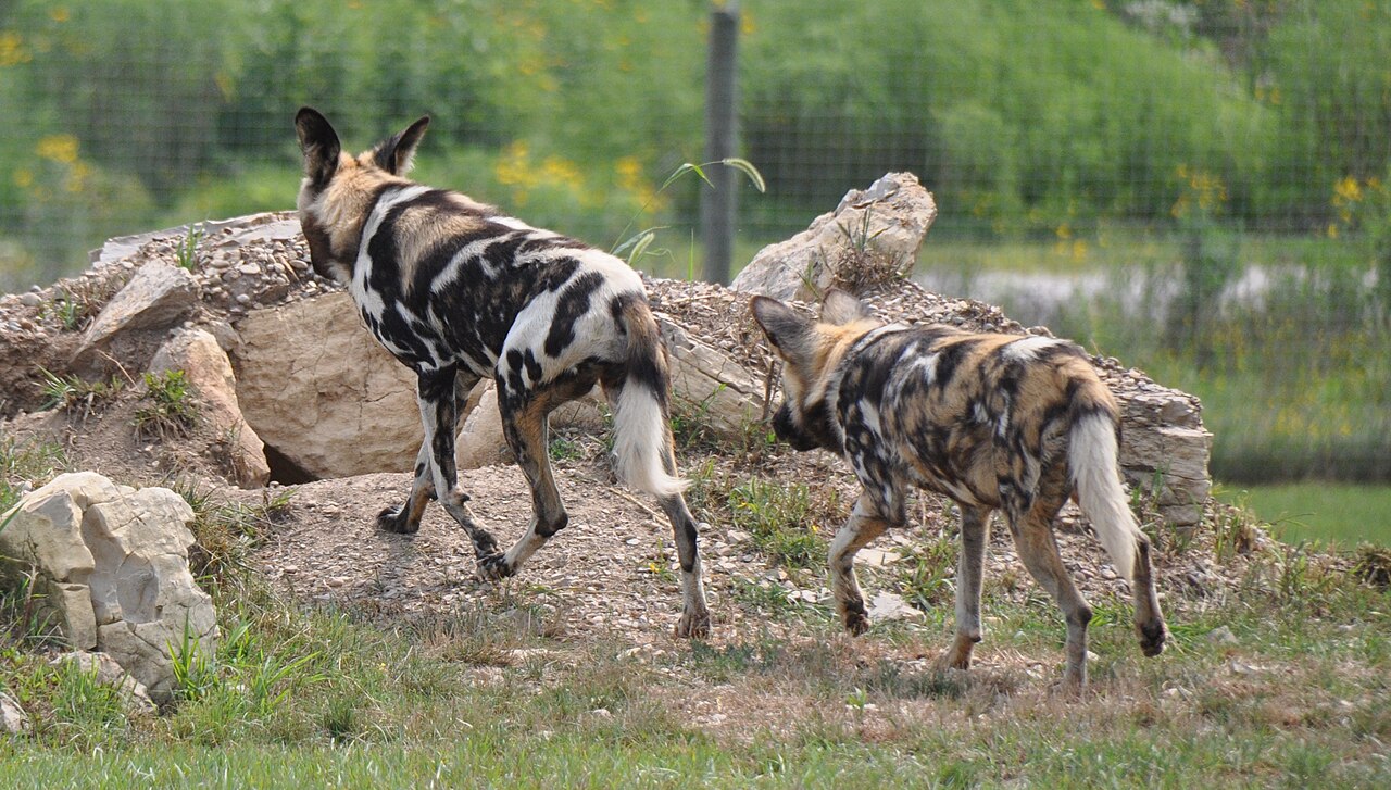 African Wild Dog ()